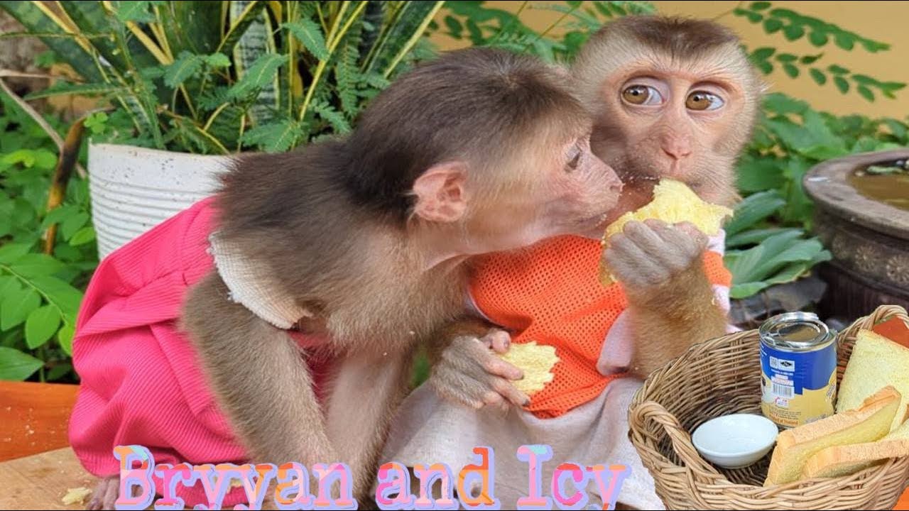 Good Morning Mom make a breakfast for Baby Monkey Bryyan and Icy