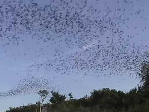 In The Field With BU's Bat Man