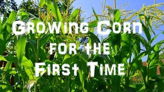 Growing Sweet Corn for the First Time