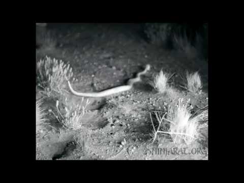 Kangaroo rat back spin kicks a rattlesnake Кенгуровый прыгун выдаёт гремучей змее с вертушки