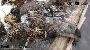 On The Trap Line with Rusty Hale, Otter, Mink, Muskrat, Beaver, Coon Catch!