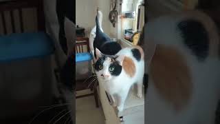 When Your Cat Ate Too Much And Has No Regrets 😭 | Fat Cat Moments #catnews #asmr #trending #catmeme