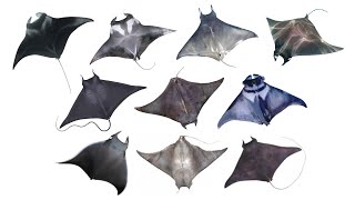 Types of Devil Ray Fishes | Genus: Mobula, Family: Mobulidae by BalyanakTV 10,668 views 8 months ago 1 minute, 49 seconds