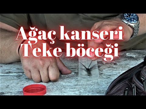 Video: Figeater Beetles: İncir Böceğinin Yaşam Döngüsü ve Kontrolü Hakkında Bilgi Edinin