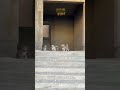 يلهوي ياني علي البابيظو حد يلحق كلاب عم علي ميمز  