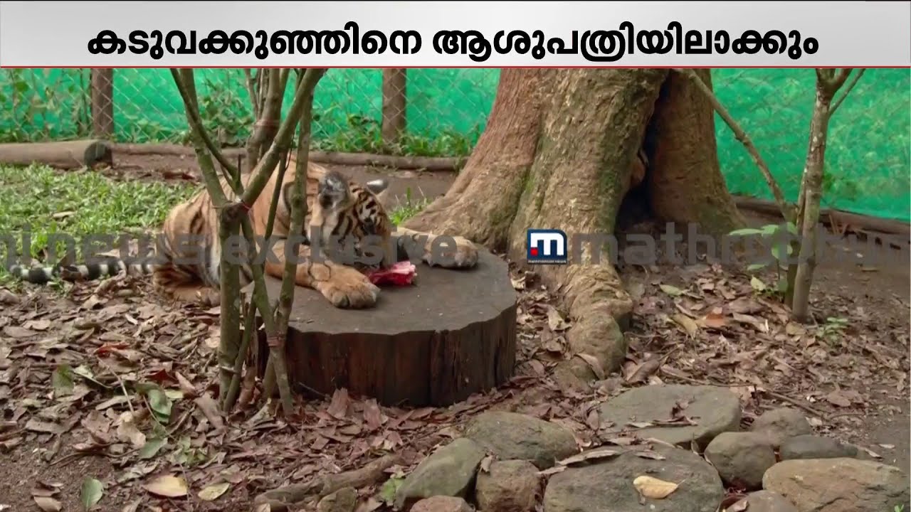 മംഗള ആശുപത്രിയിലേക്ക്! കടുവക്കുഞ്ഞിനെ പുത്തൂര്‍ സുവോളജിക്കല്‍ പാര്‍ക്ക്‌ ആശുപത്രിയിലാക്കാന്‍ ഉത്തരവ്