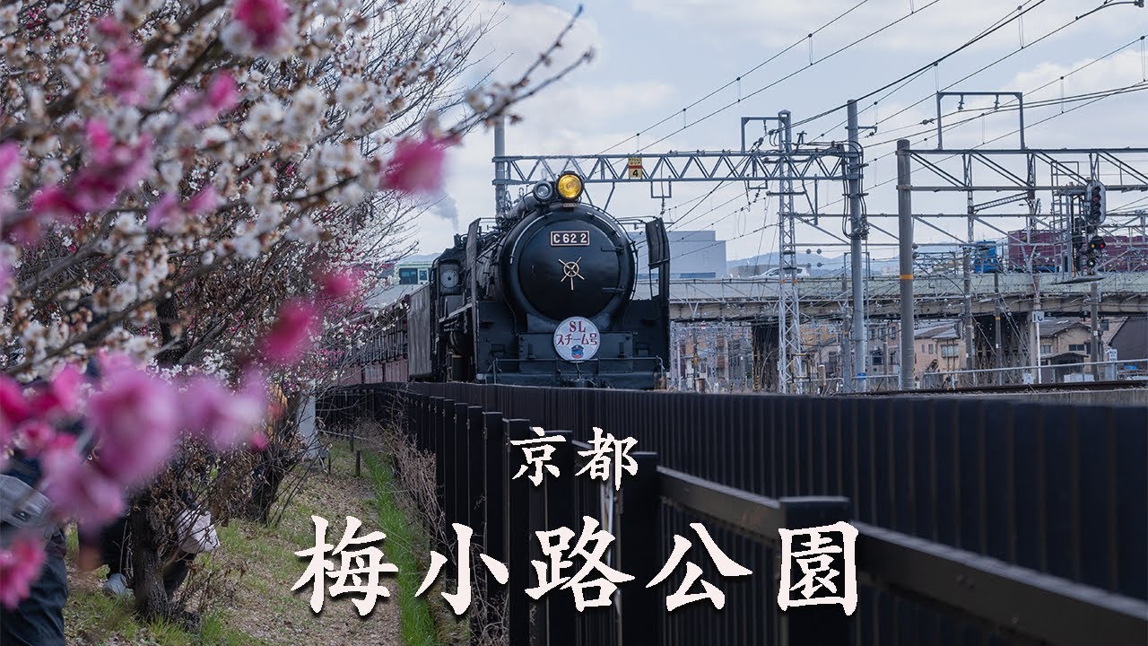 京都・梅小路公園梅林2023 | MOZA AirCross S | Nikon Z50