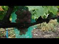 Виноград Ливия, нюансы выращивания.