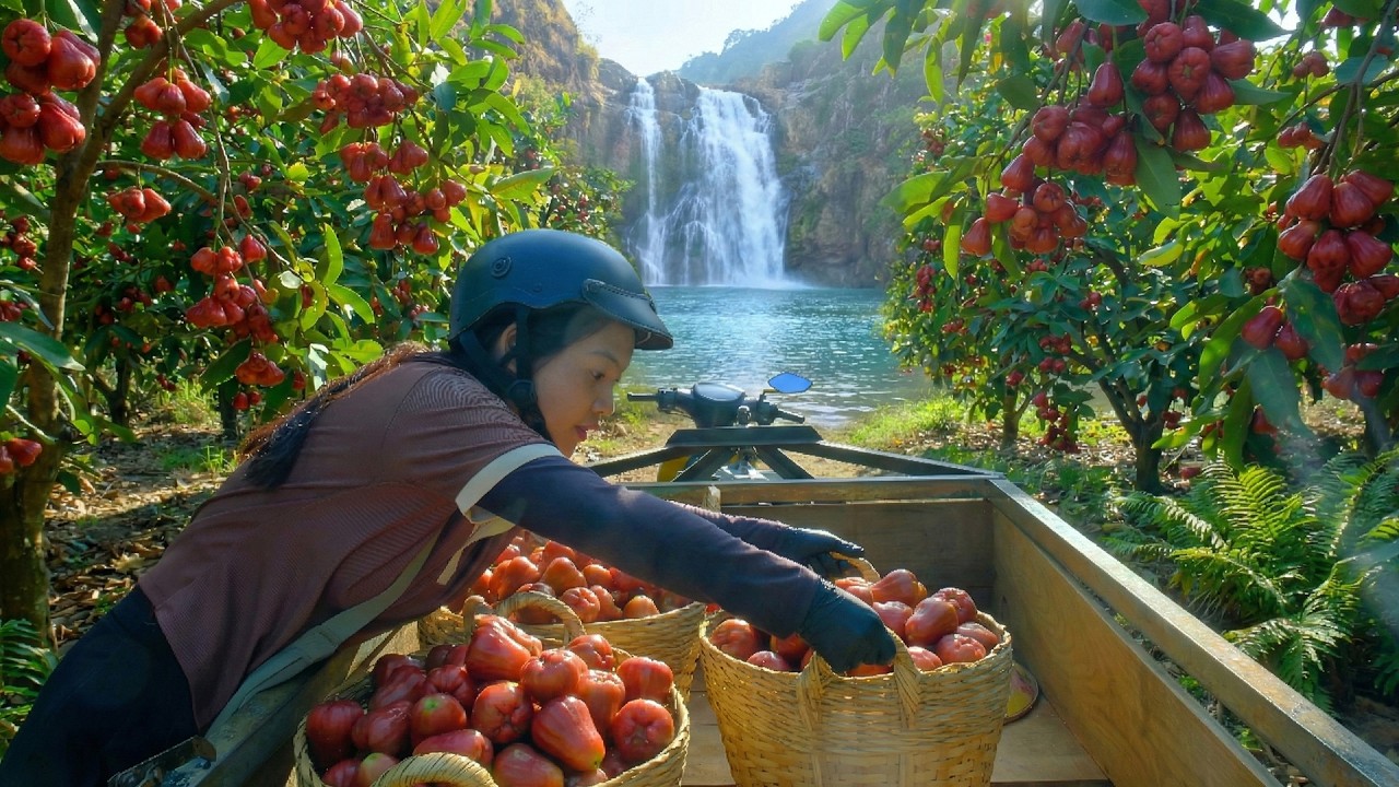 Harvest A Cart Of Red Plums To Sell At The Market – Plant More Vegetables