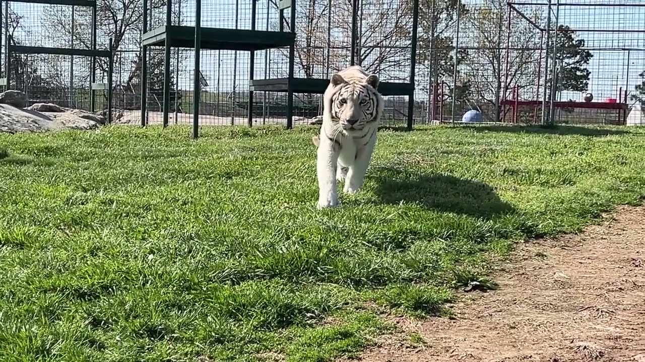 Luna Tiger Stalking, Creeping, and Pouncing