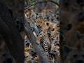 The hyenas attacked the leopard dangerously, the Jaguar climbs a tree for it's dear life #animals