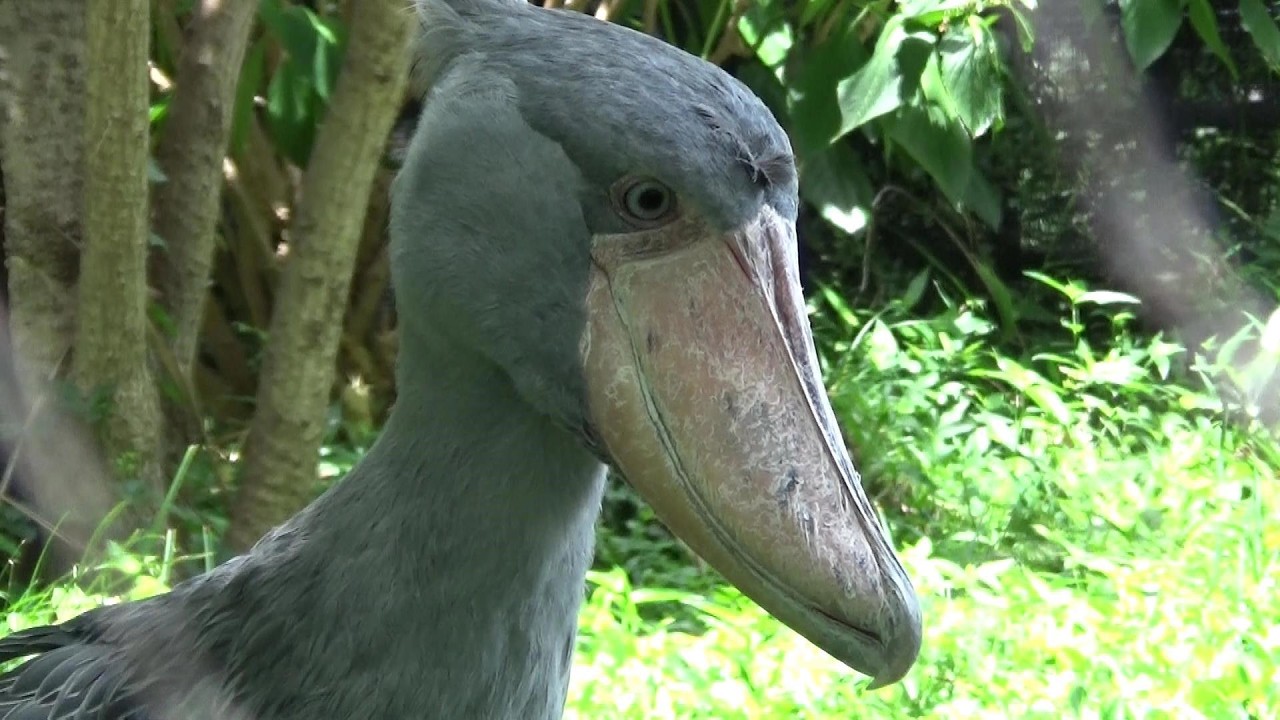 ハシビロコウ可愛い❤ Cute shoebill #161 【Cute animal videos