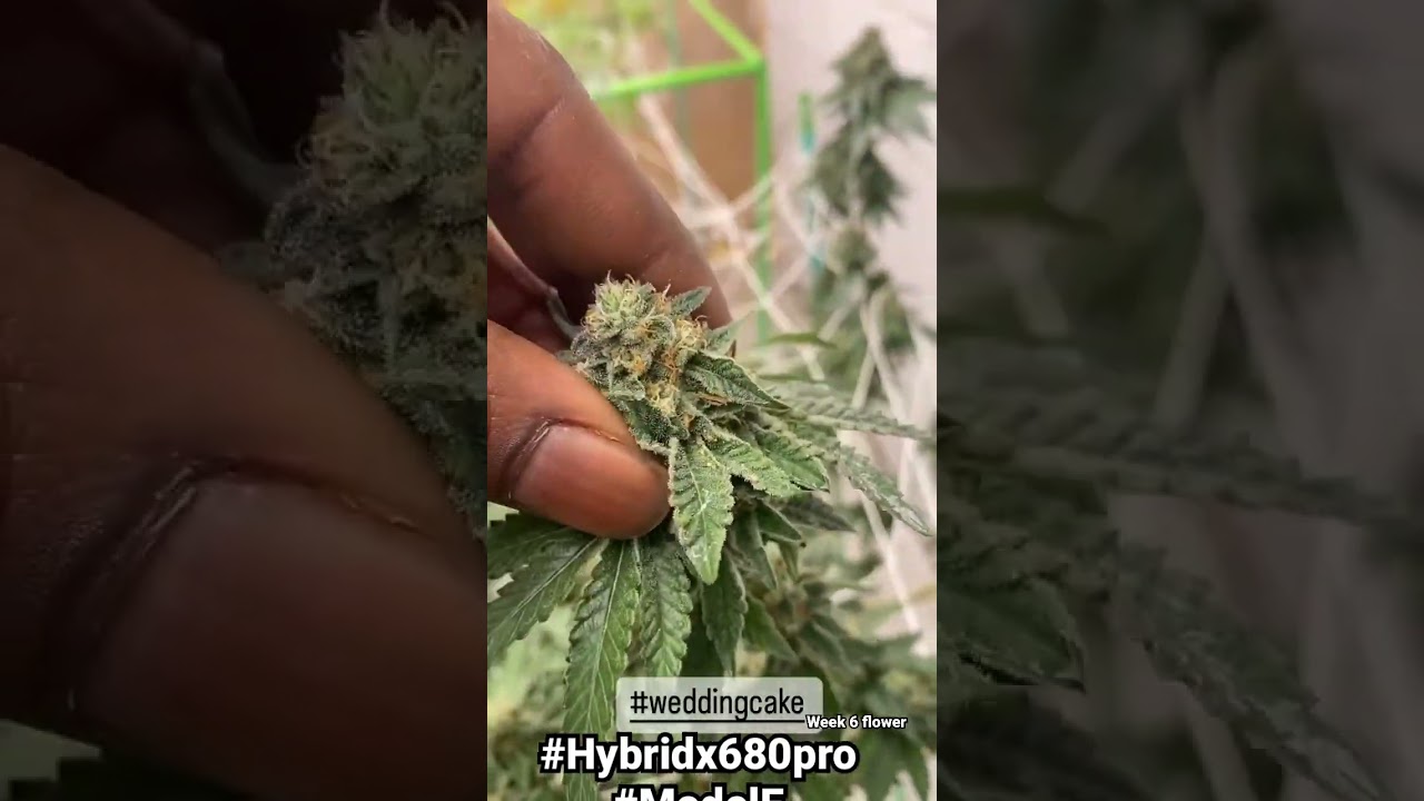 Wedding Cake | Week 6 Flower | Faceded Canna | Lonwly Stoner Garden