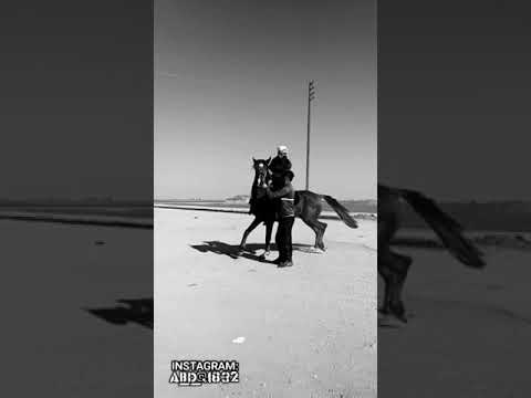 خيل وخياله الحصان العنيد نجم 