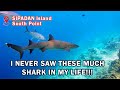 Scuba Diving at Sipadan Island in Malaysia | South point was the best dive location to see sharks!