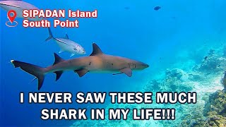 Scuba Diving at Sipadan Island in Malaysia | South point was the best dive location to see sharks!