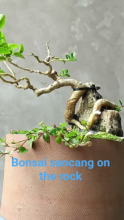 Part 4 Bonsai sancang on the rock cascade #bonsai #bonsaitree #bonsaisancang #viralshorts #viral