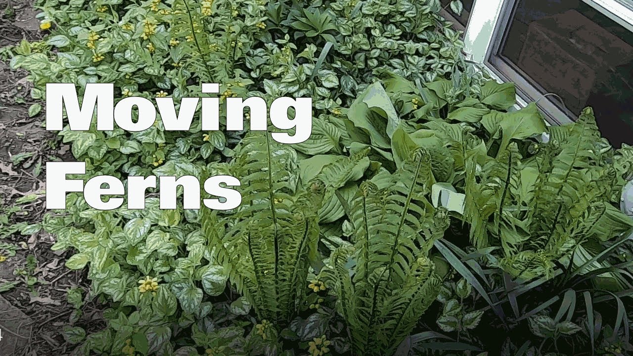 Moving Ostrich Ferns, Transplanting Ferns