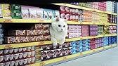 チョーヤ梅酒 Cm 倉科カナ うめほのり 猫まね 篇 Youtube チョーヤ梅酒 Cm 倉科カナ うめほのり 猫まね 篇 Youtube