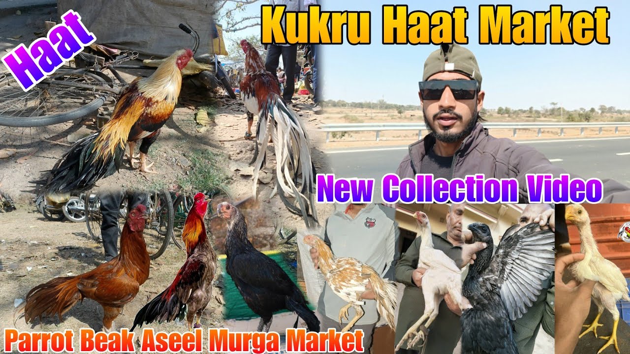 Kukru Haat Market New Collection Video Parrot Beak Aseel Murga Market New Update Kukru Haat 
