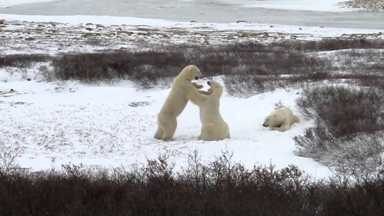 Polar Bear a dominant male approaches YouTube
