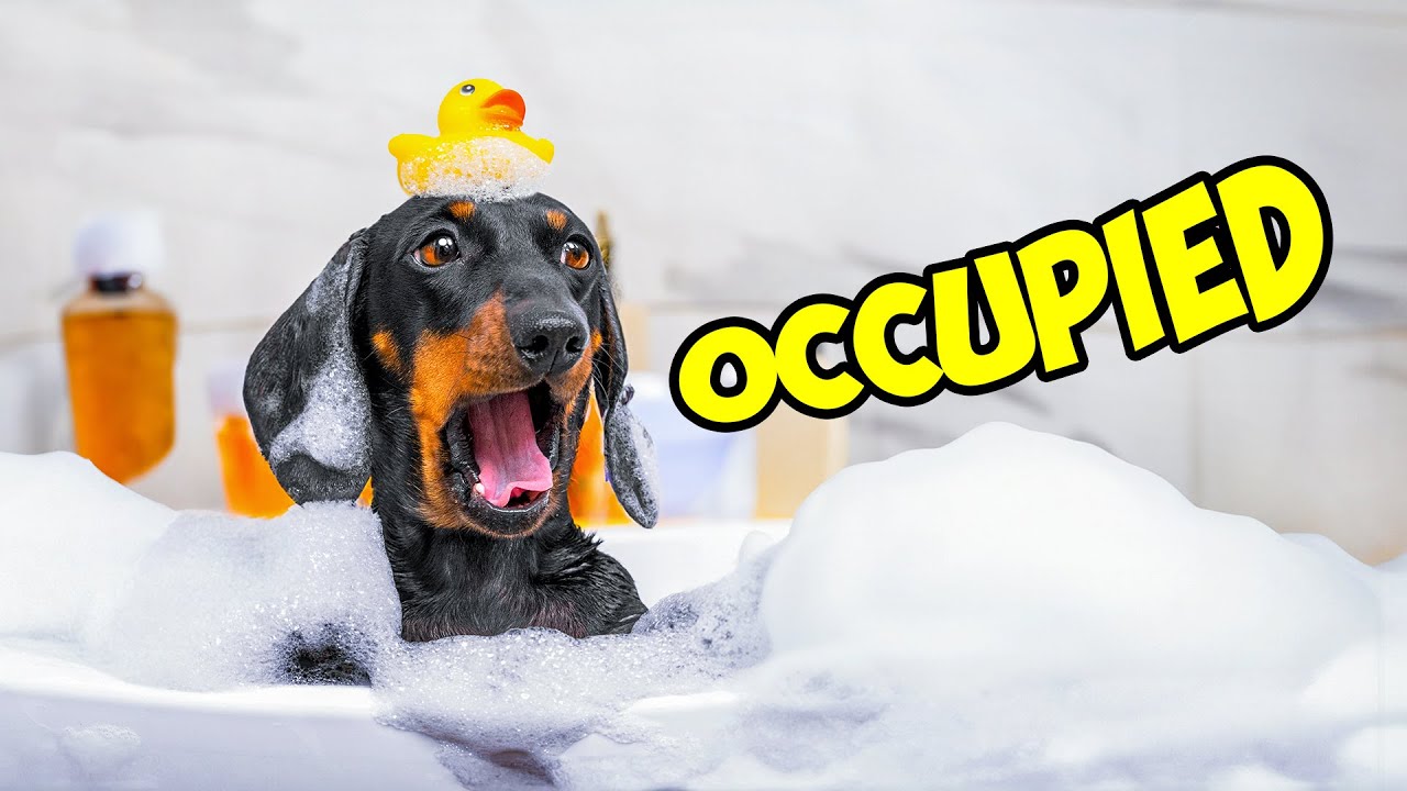 This Dachshund Can Bathe For Hours! YouTube