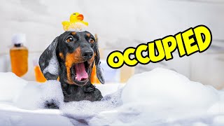 This Dachshund Can Bathe For Hours!