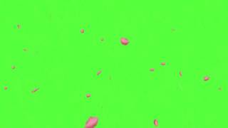 Green Screen Pink Petals 💚