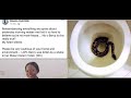 Snake Don Bite On Woman Name BERCY Unknowingly To Her That The Snake Was Already Inside Her Toilet mp3