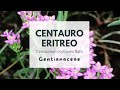 CENTAUREA MINORE - CACCIAFEBBRE - ERBA CHINA - CENTAURO ERITREO - Centaurium erythraea Rafn