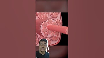 Cấu trúc đại thể của cơ bắp #smallgym