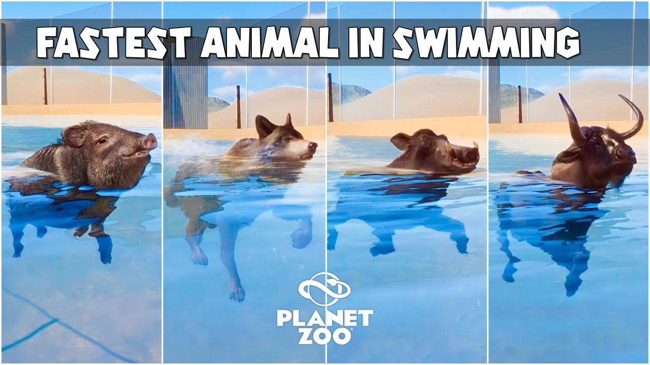 Animals Swimming Race, American Bison, Peccary, Warthog, Red River Hog ...