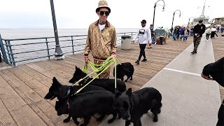 Santa Monica California Tour Meeting Dog Daddy 4K 60Fps