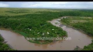 Lush green Maasai Mara: Aerial views of Africa's verdant wonderland