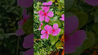 🌿 फूल का खूबसूरत जवाब 🪷🌷🏵️🥰🧑‍🌾 Shorts, #Viral, #Trending,#Explore, #YouTubeShorts #Growthoid ।
