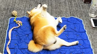５年経つと柴犬の出迎えはこうなります。