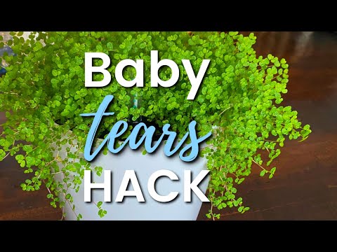 Baby Tears Plant Care (How Not To Kill Your Baby Tears Plant)