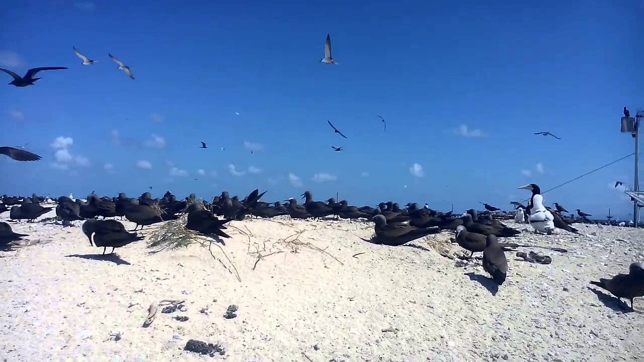 Colonie oiseaux Noddi brun Brown Noddy Michaelmas Cay 
