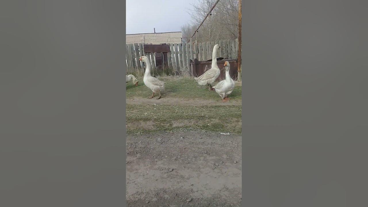 Гусья - YouTube
