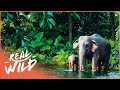 From Ants to Elephants: The Incredible Animals of Earth (Wildlife Documentary) | Real Wild