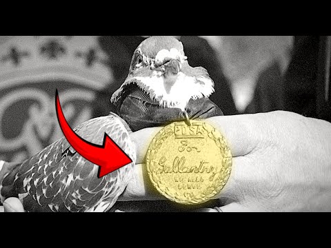 How A Pigeon Won More Medals Than Most Soldiers The Cher Ami Story Nobody Believed