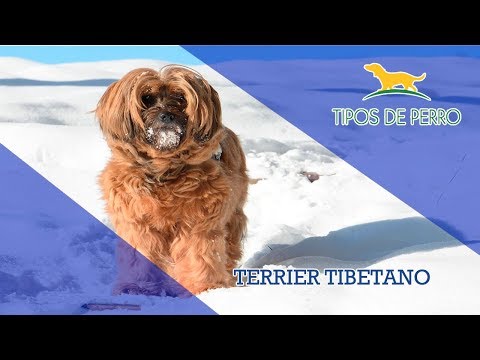 TERRIER TIBETANO - TIPOS DE PERRO Terrier tibetano. Origen, Características, Alimentación, Cuidados y Curiosidades