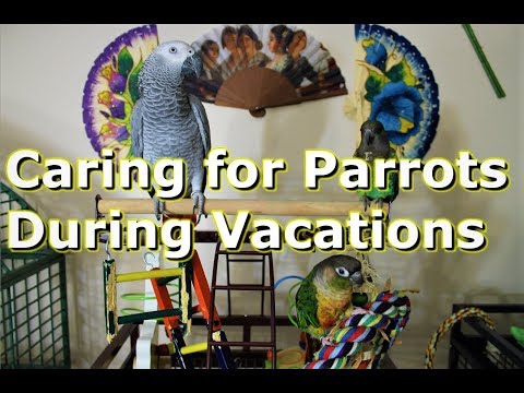 HOW TO CARE FOR YOUR PARROTS ON VACATION