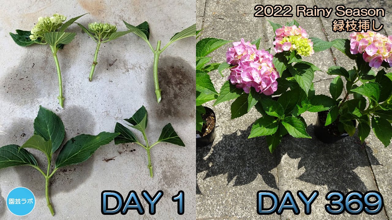2022年 アジサイの挿し木（緑枝挿し） / Hydrangea Cuttage Rainy