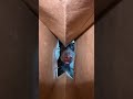 любимое занятие залезать в пакеты с продуктами #собака #recommended #прикол #животные #doberman