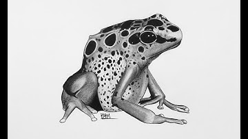 DRAWING the Poison Dart Frog