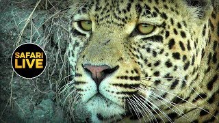 safariLIVE - Sunset Safari - May 31, 2019