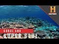 Coral   Super Glue | 10 Things You Don’t Know About CROSSROADS Maldives