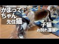 子猫嫁入り後、構ってほしくて仕方ない猫たち