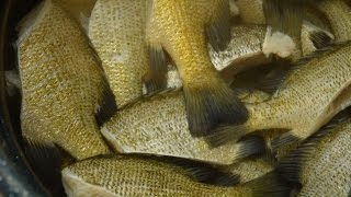 Cooking Bluegill Whole | Bluegill Catch and Cook